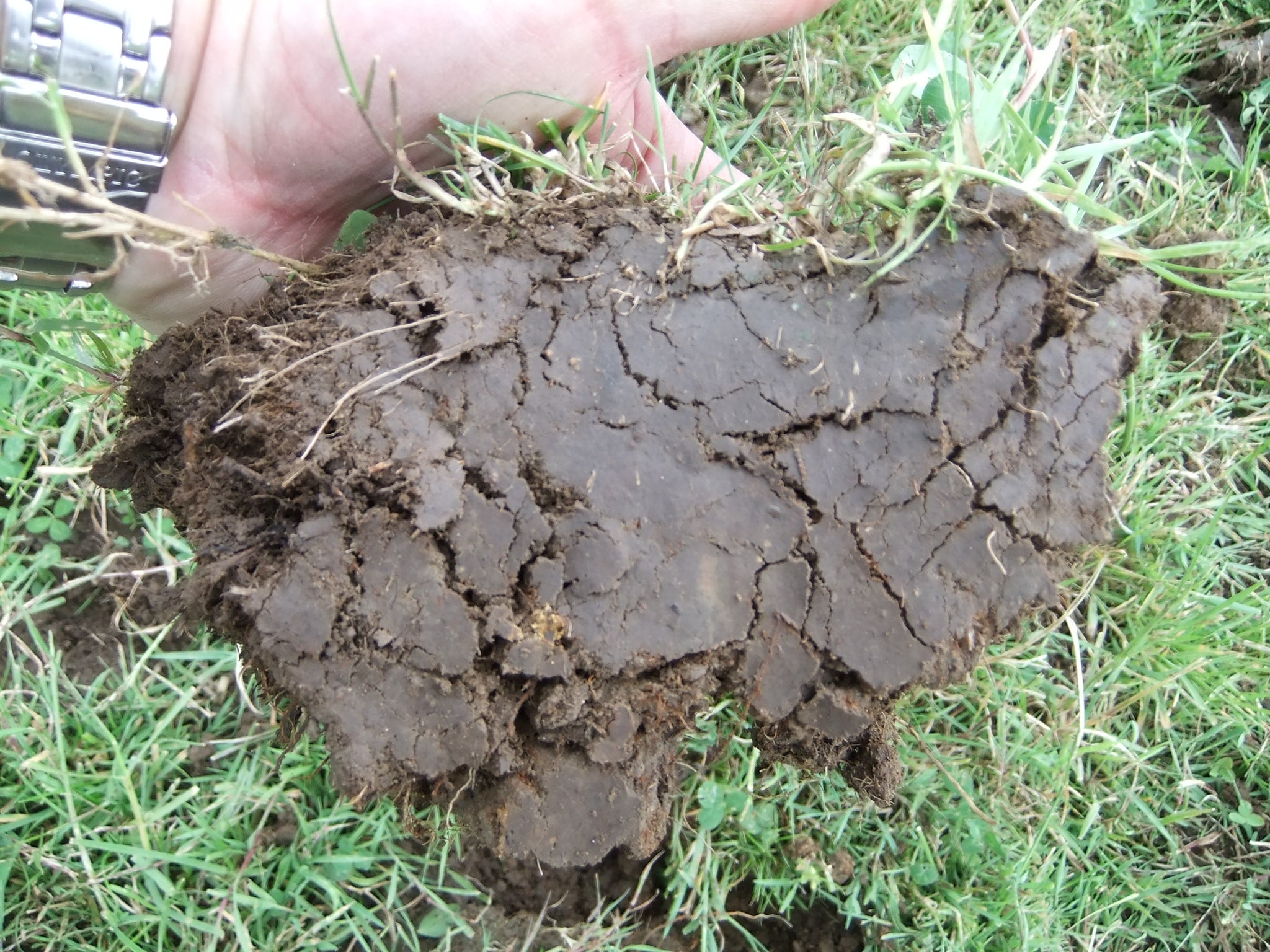 How a Groundhog Aerator can promote root depth in your pasture