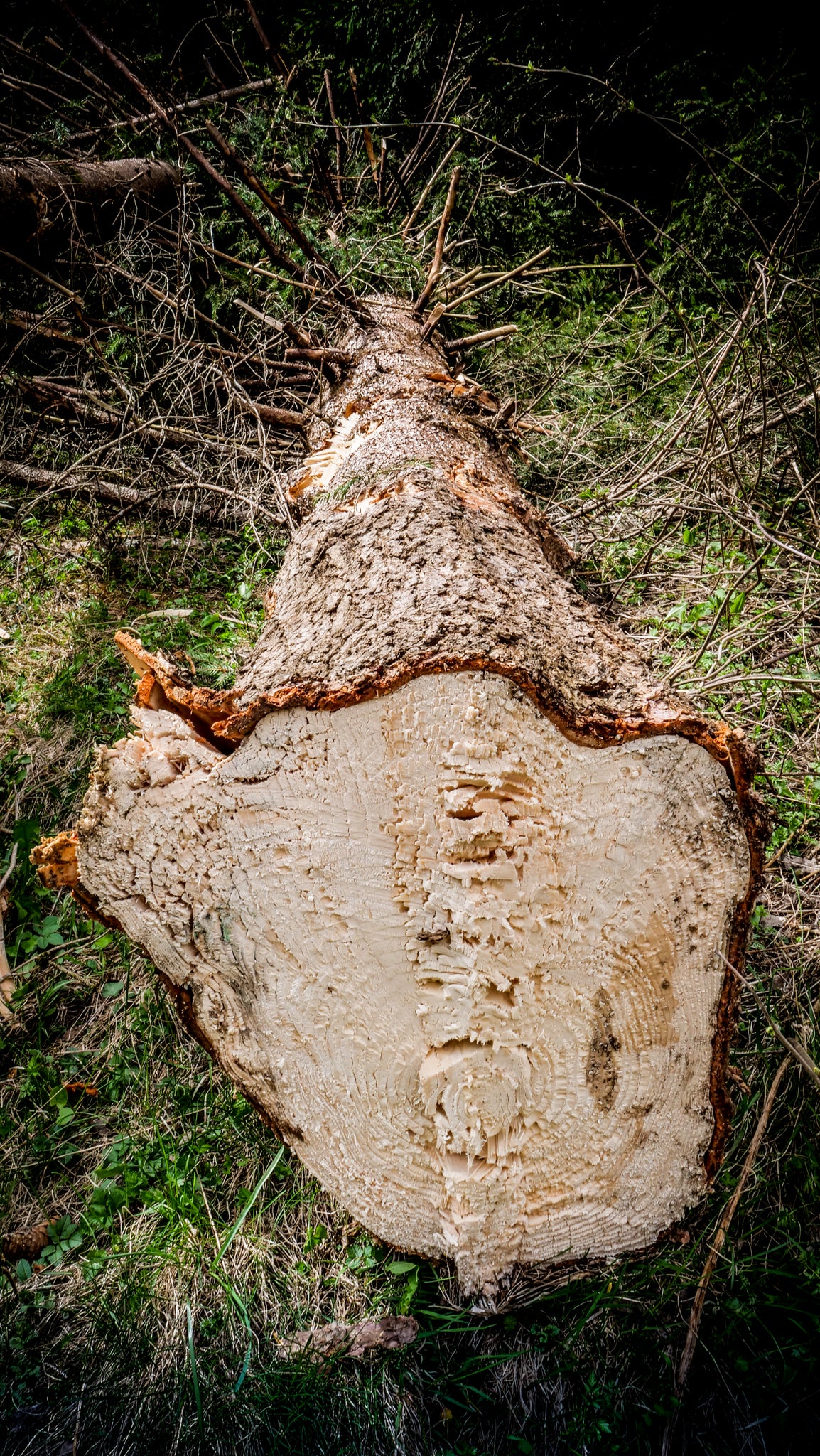 TreviBenne Wood Raptor Tree Shears - 400-550mm - 12-30T excavators